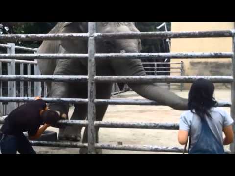 სპილოს პედიკური/Pedicure for elephant
